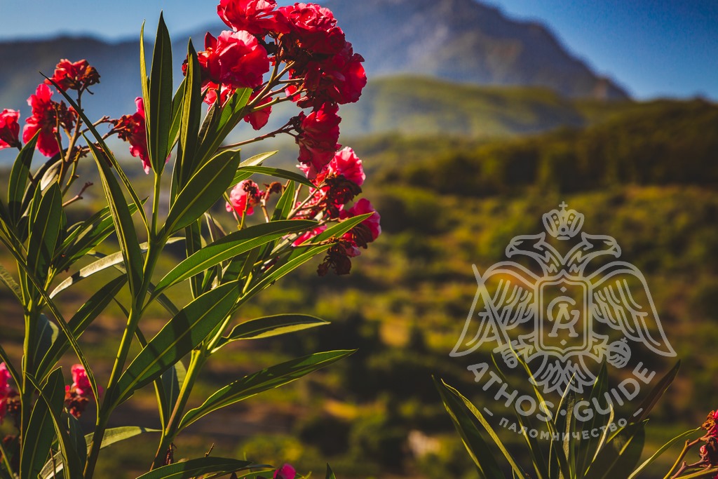 Mount Athos nature