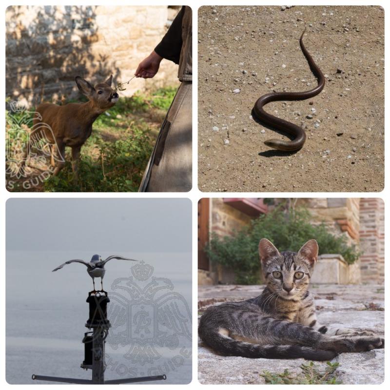 Животные Афона