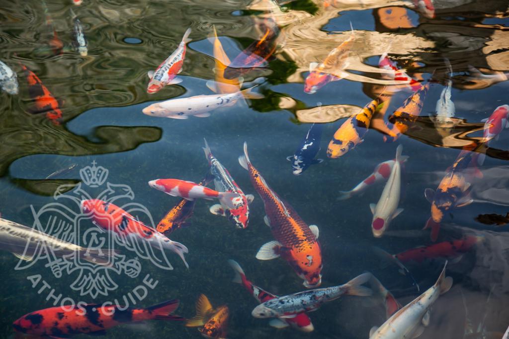 Рыбки на Афоне