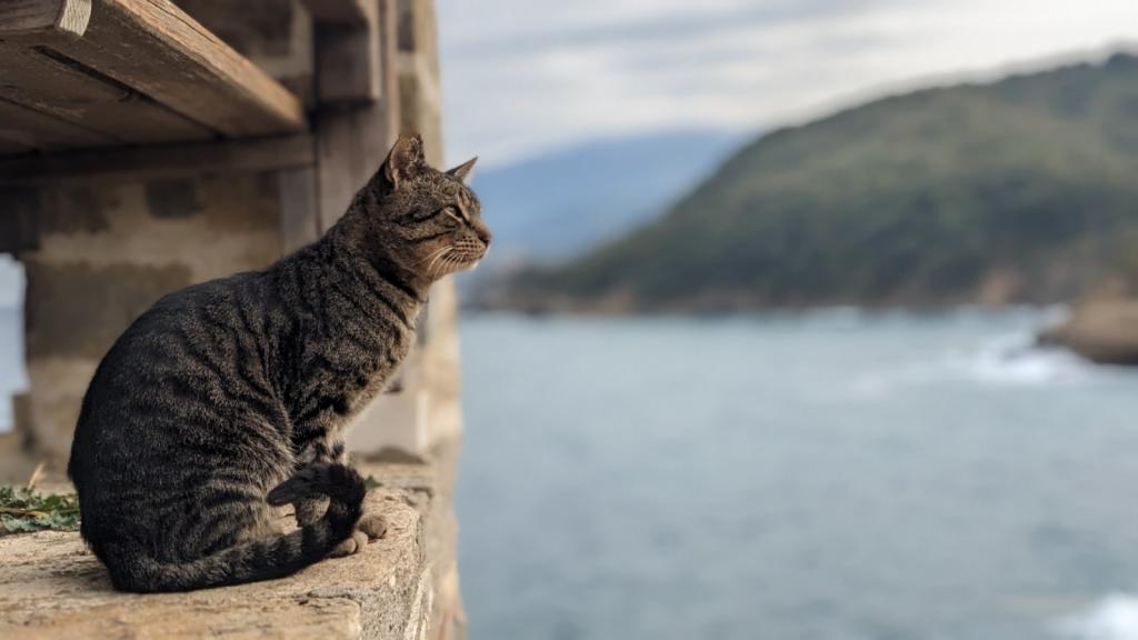 Афонский кот