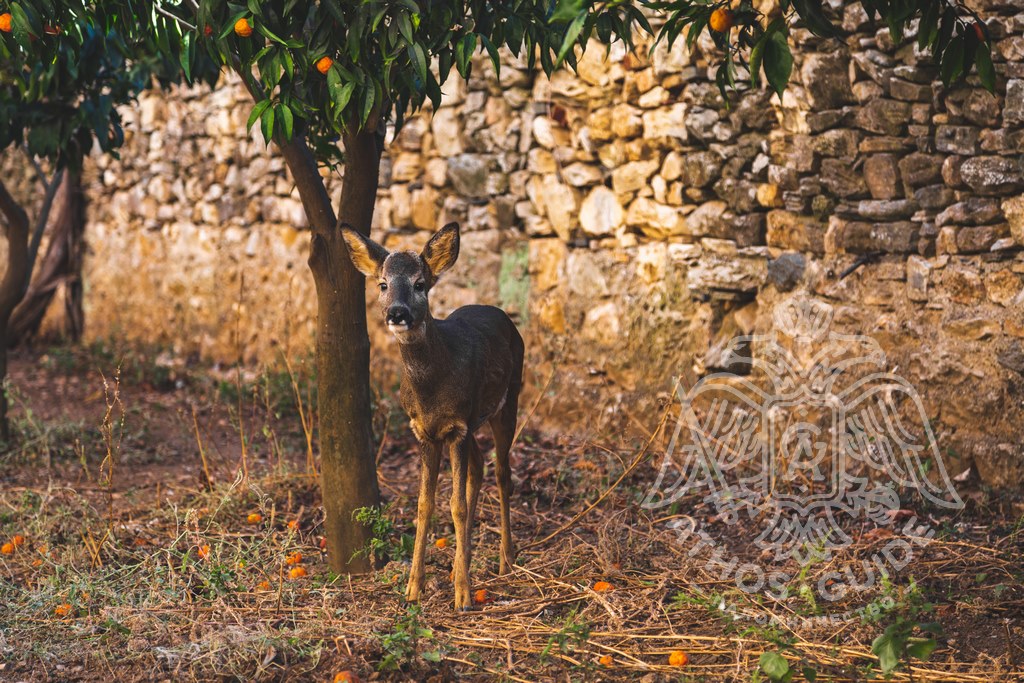 Фото олененка на Афоне