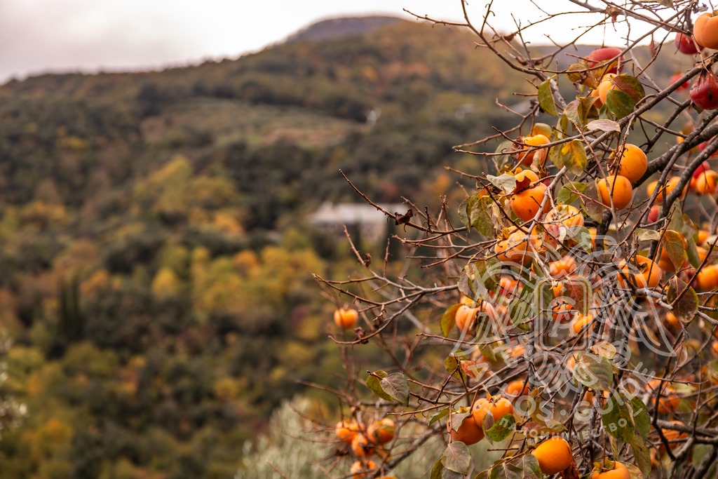 Природа Афона фото