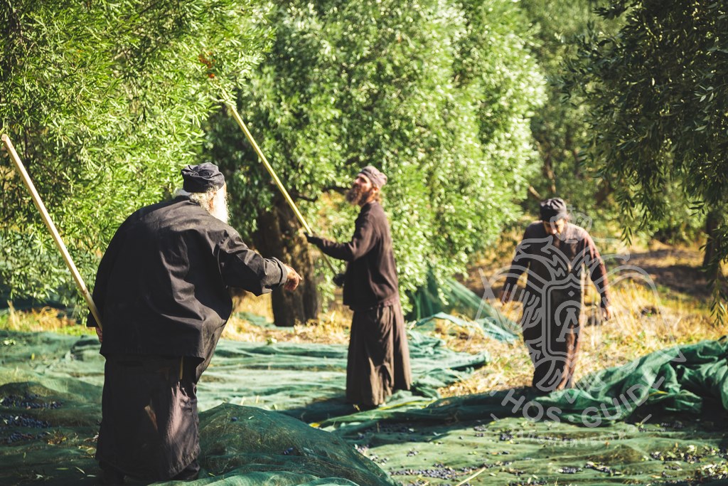Монахи собирают оливки