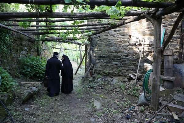 Виноградники у кельи фото